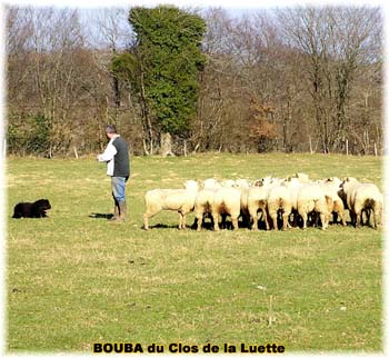 le bouvier des flandres et les moutons - Elevage du CLOS DE LA LUETTE - COPYRIGHT DEPOSE